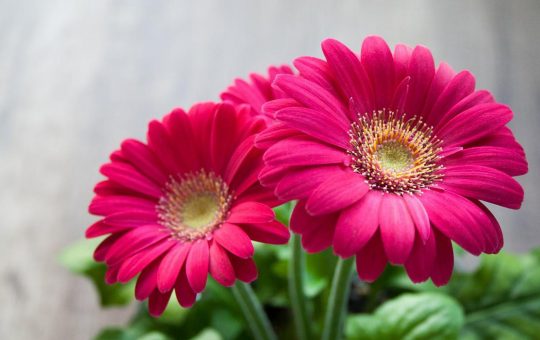 Quel bouquet privilégier pour un mariage ?