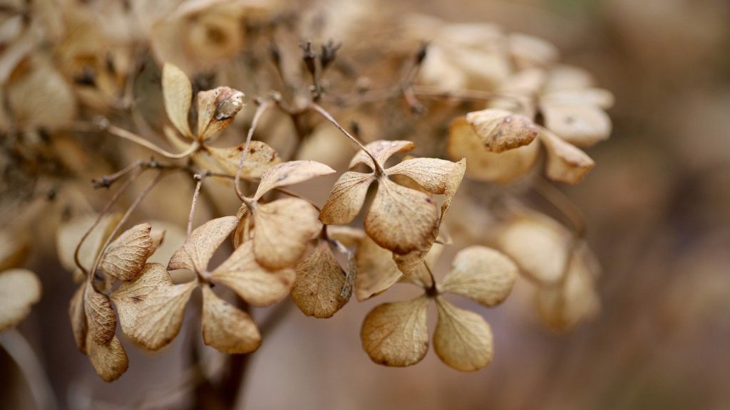 Comment utiliser les fleurs séchées pour décorer votre maison ?