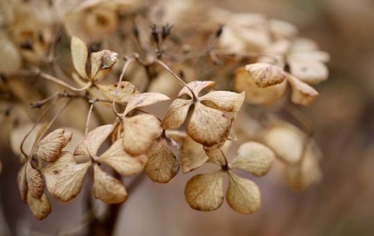 Comment utiliser les fleurs séchées pour décorer votre maison ?