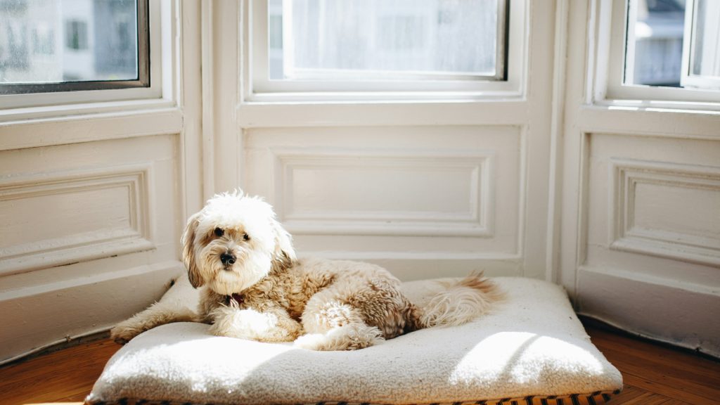 Le chien et le sommeil : l'importance d'un lit adapté pour une vie sereine !