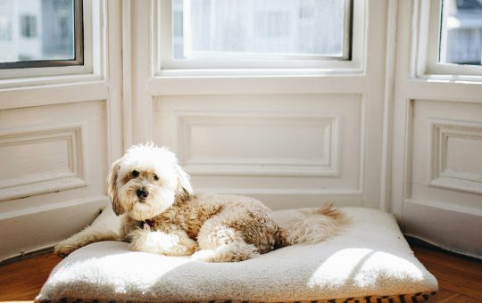 Le chien et le sommeil : l'importance d'un lit adapté pour une vie sereine !
